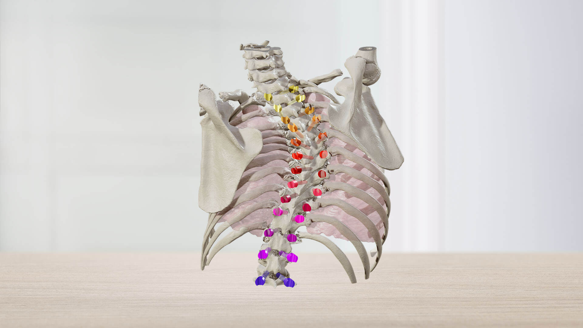 Showcasing the Mixed Reality Viewer for Spinal Indications